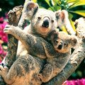 Koalas Australi