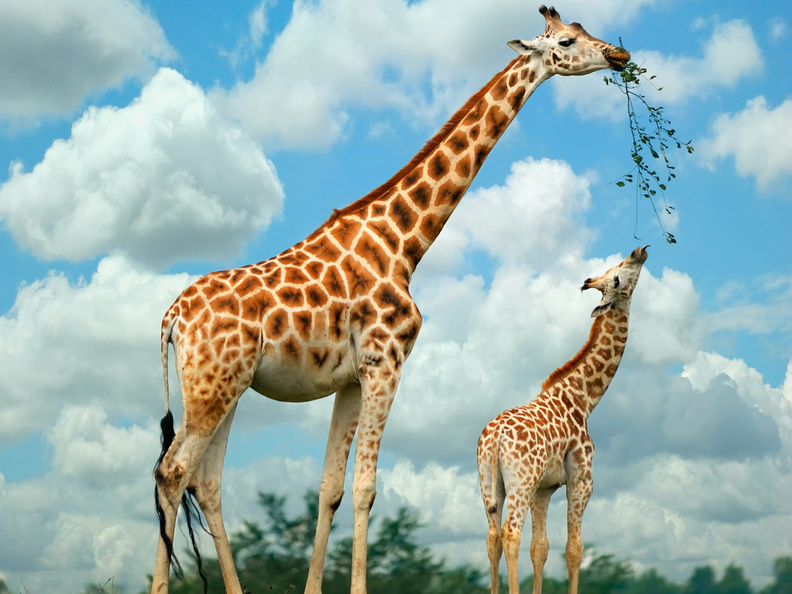 Family_Of_Giraffes.jpg