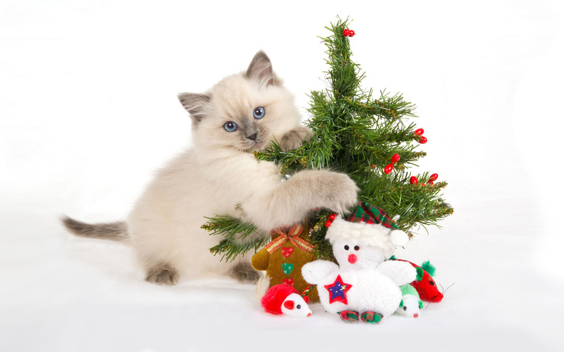 Cat_With_Christmas_Tree.jpg