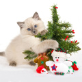 Cat With Christmas Tree