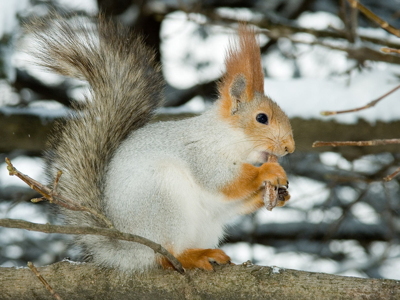 Squirrel_In_Winter.jpg