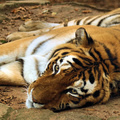 Tiger_Resting.jpg