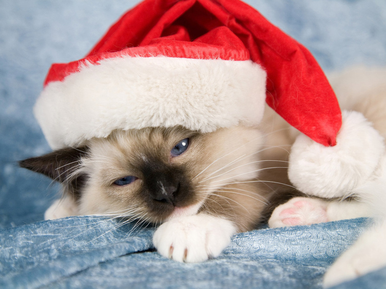 Santa_Claus_Kitty.jpg