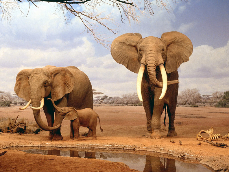 Elephants_Family.jpg