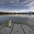 Dog At A Lake