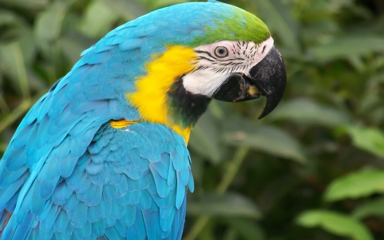 Blue_Macaw_Parrot.jpg