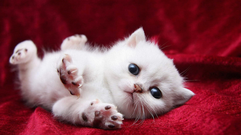 Little_White_Cat.jpg
