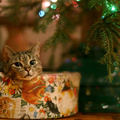 Cat Under Christmas Tree