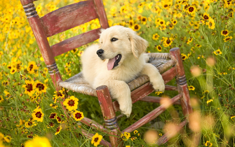 Puppy_In_A_Chair.jpg