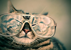 Cats Glasses Funny