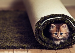 Kittens In Carpet