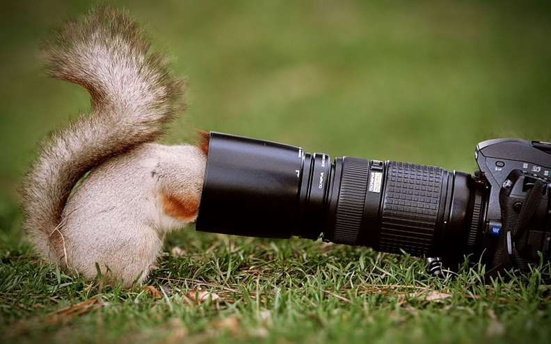 Squirrel_Looking_Camera_Lens.jpg