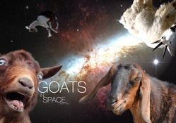 Goats In Space