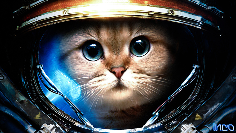 Astronaut_Kitten.jpg