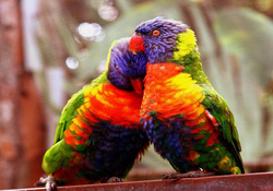 Love Birds Free Download