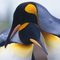 Romantic Penguins Macro Full HD