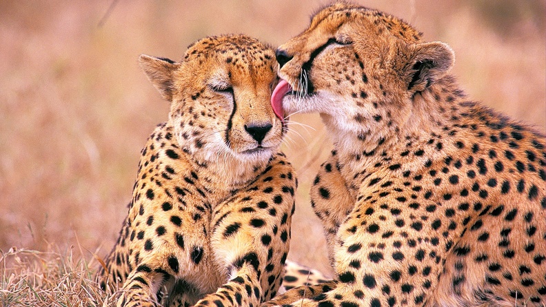 Romantic Cheetahs Full HD