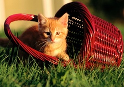 Cute Cat In Basket