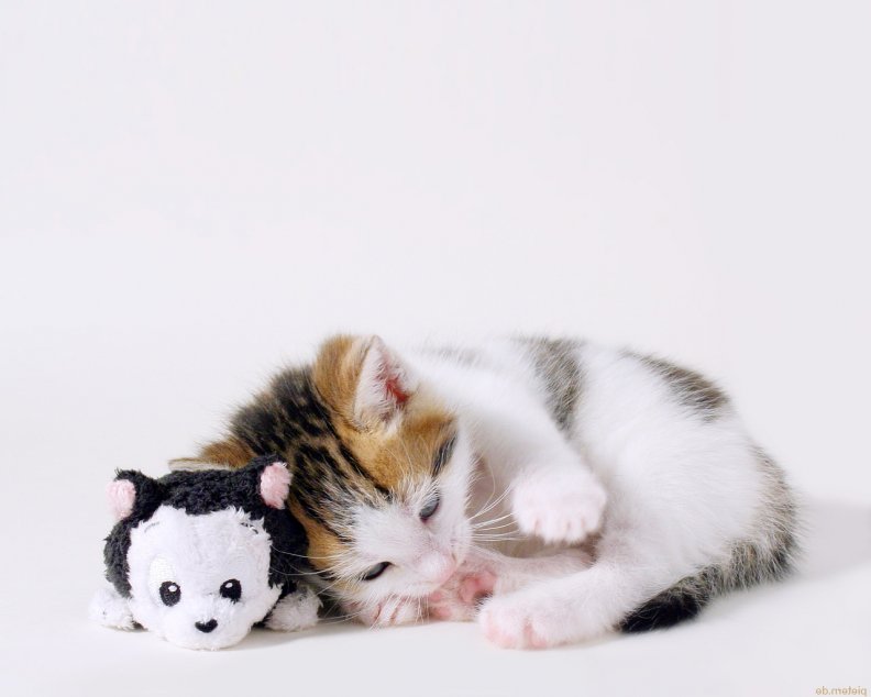 cute-cat-and-toy.jpg