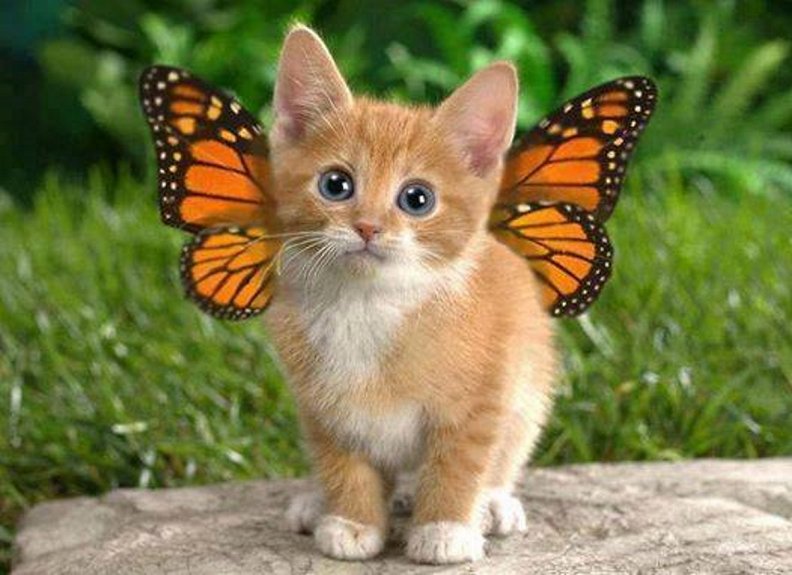 butterfly_kitten.jpg