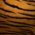 Textured Tiger Print