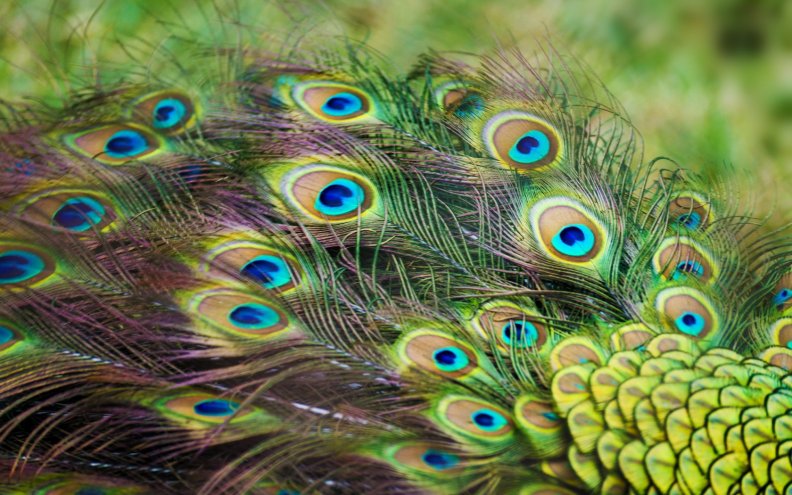 peacock_feathers.jpg