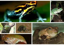 FROG COLLAGE