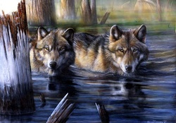 Wolves bathing
