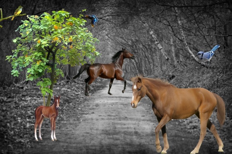 horses_in_the_wild.jpg