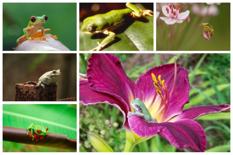 collage_of_frogs.jpg