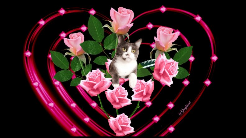 pinks_roses_and_kitty.jpg