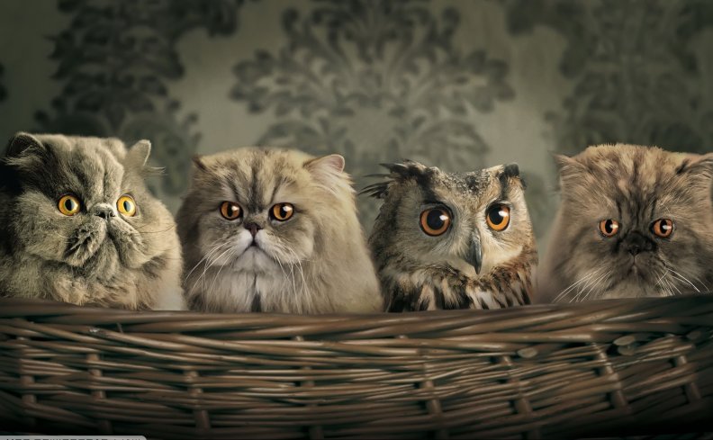 cats-and-owl.jpg