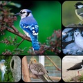 PRETTY BIRDS