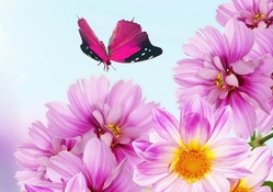 Pink butterfly