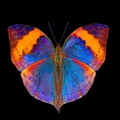 blue_and_orange__butterfly