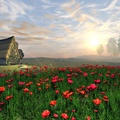 Cottage and Poppy Field