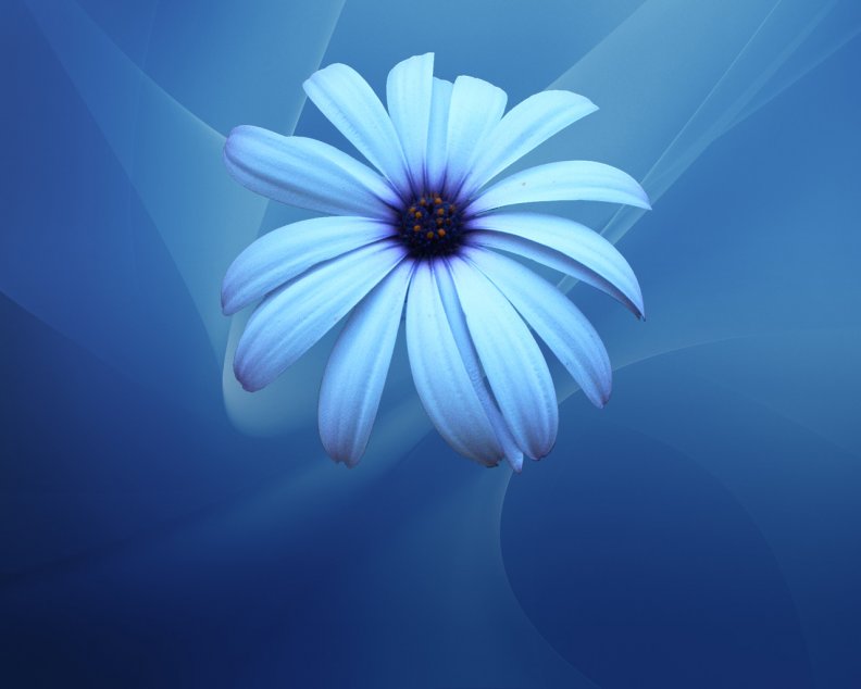 blue_flower_ab.jpg