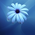 blue flower ab