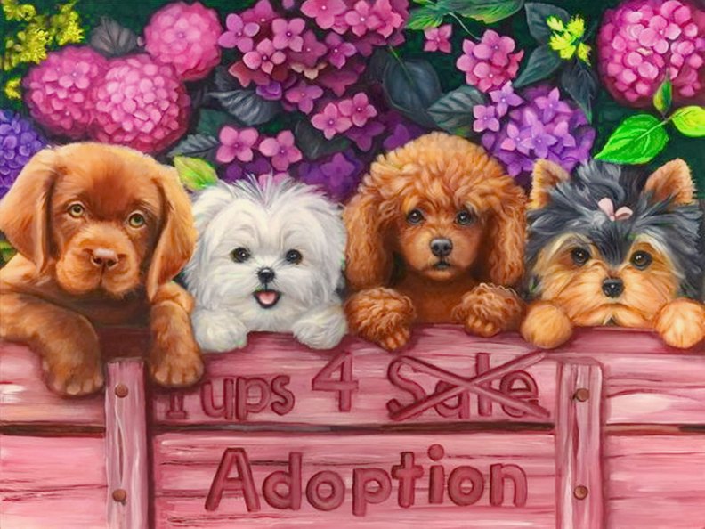 Pets for adoption