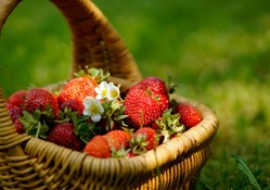 A basket of strawberry