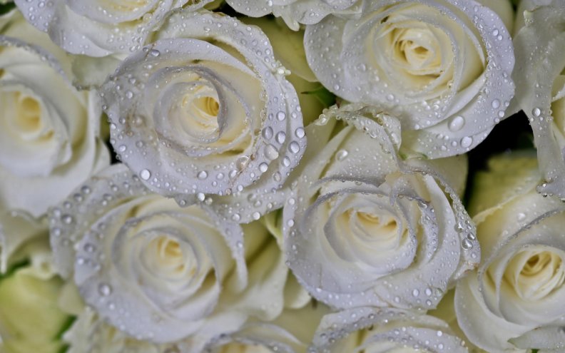 white_roses.jpg