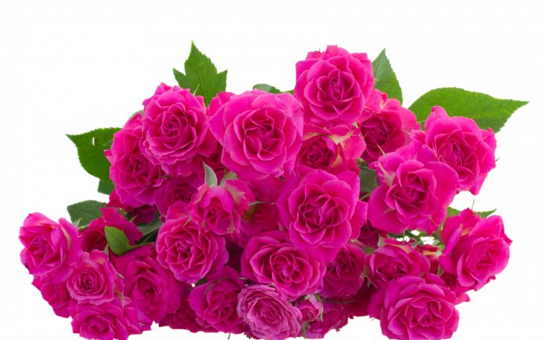 bouquet_of_pink_roses.jpg