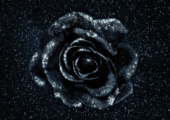 Glittering rose
