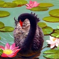 Black swan in lake_detail