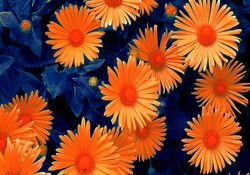 daisies_abstract effect