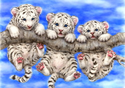 Funny white tigers