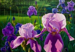 Beautiful Irises