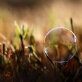 Bubble on grass