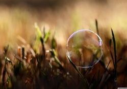 Bubble on grass