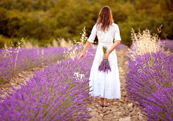 Beautiful young woman, holding lavender in a field